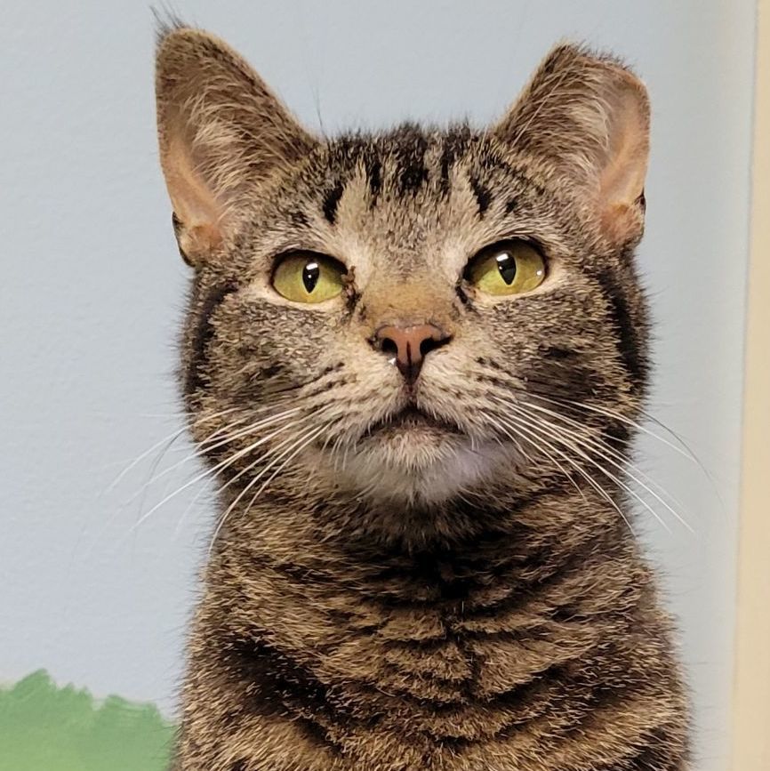 Isabelle, Adoptable, Young Female Domestic Short Hair.