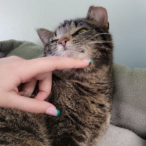 Isabelle, a Adoptable Domestic Short Hair in Tioga, PA image 5/6