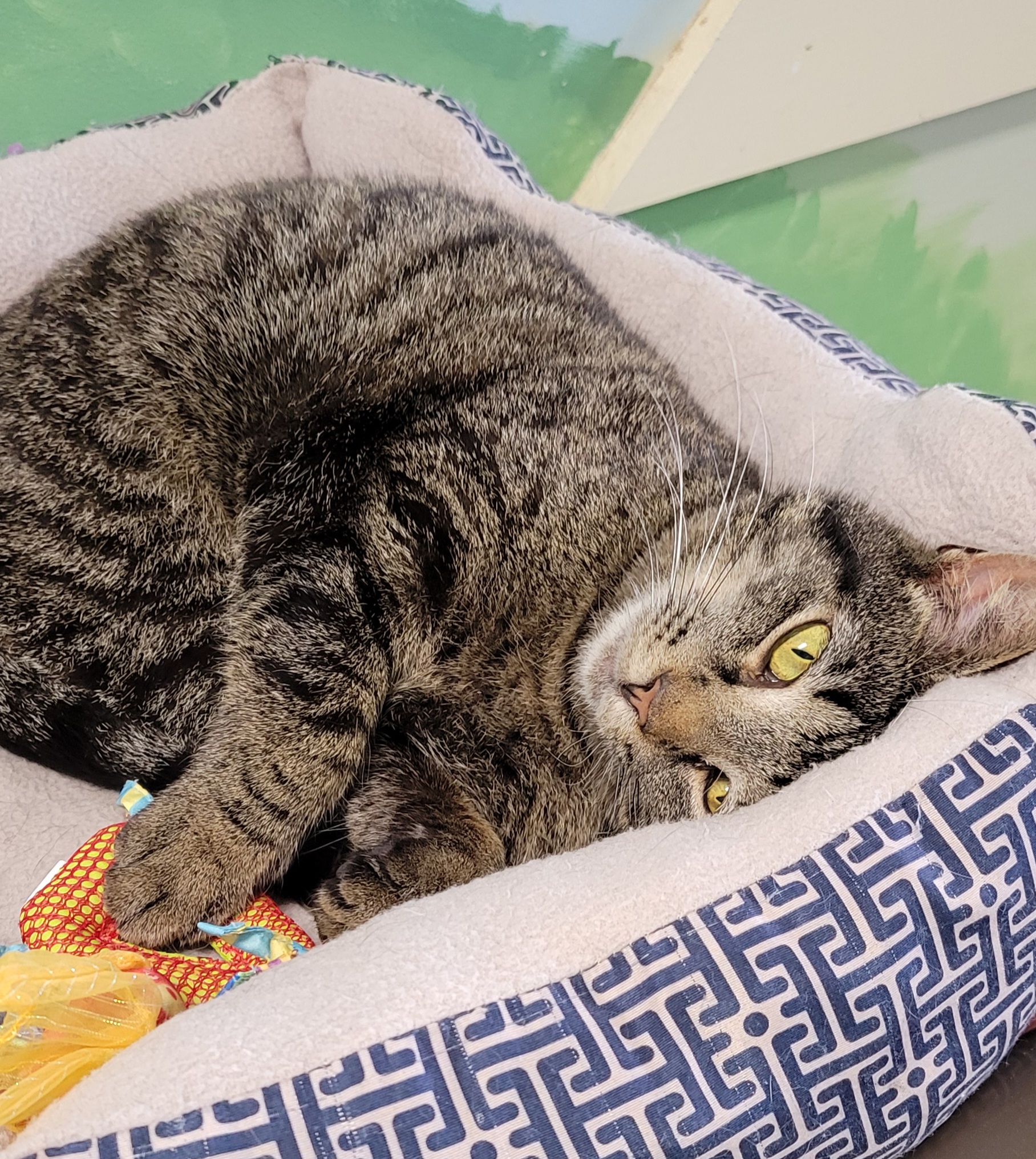 Isabelle, a Adoptable Domestic Short Hair in Tioga, PA image 2/6