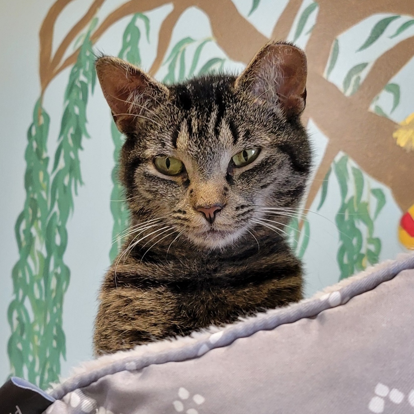 Isabelle, a Adoptable Domestic Short Hair in Tioga, PA image 3/6