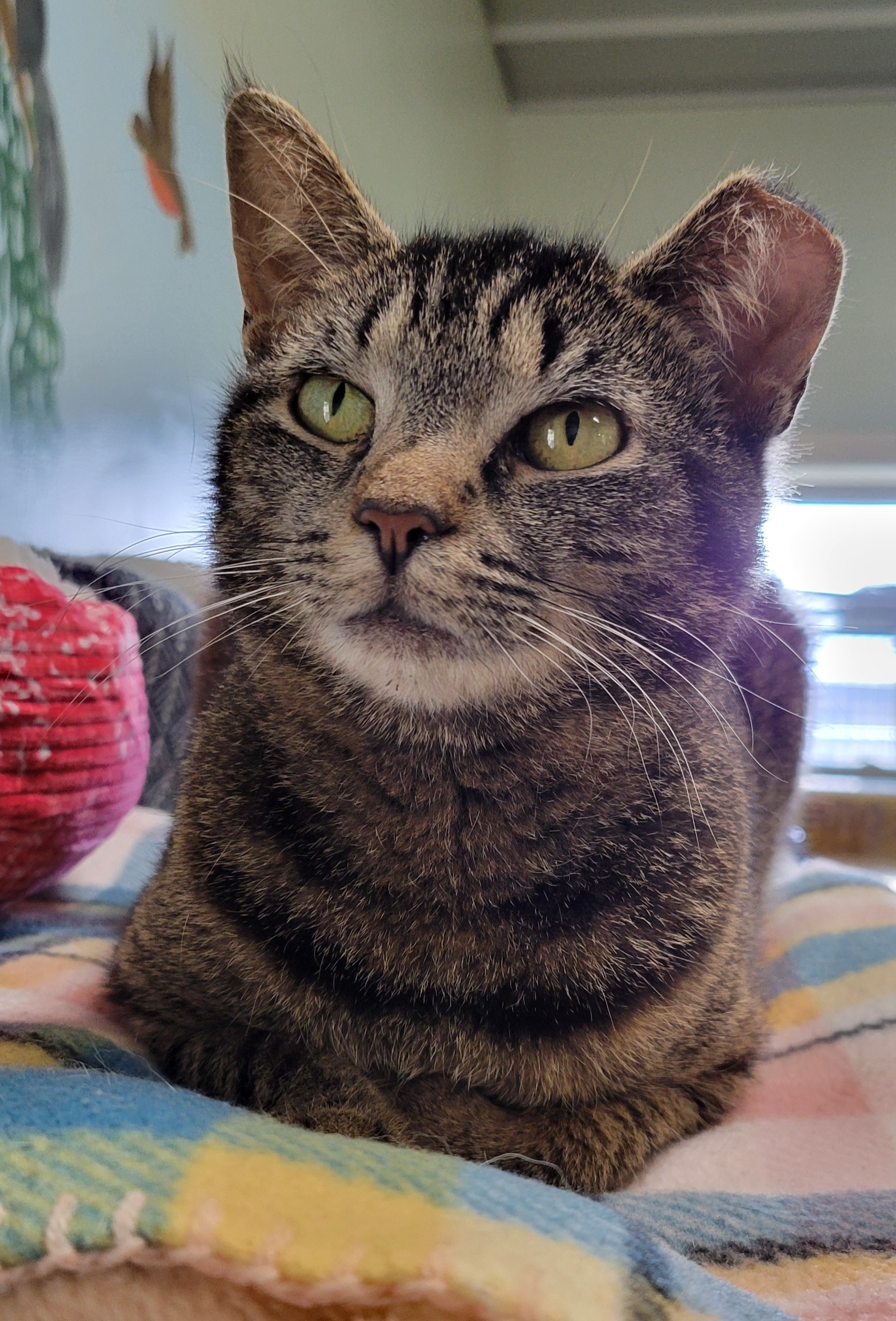 Isabelle, a Adoptable Domestic Short Hair in Tioga, PA image 4/6