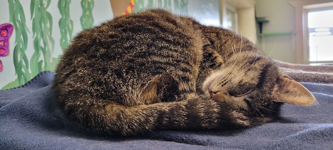 Isabelle, a Adoptable Domestic Short Hair in Tioga, PA image 6/6