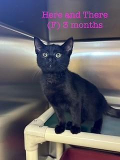 Enlarge Here and There, a Adoptable Domestic Short Hair in Parsippany, NJ image 2/3