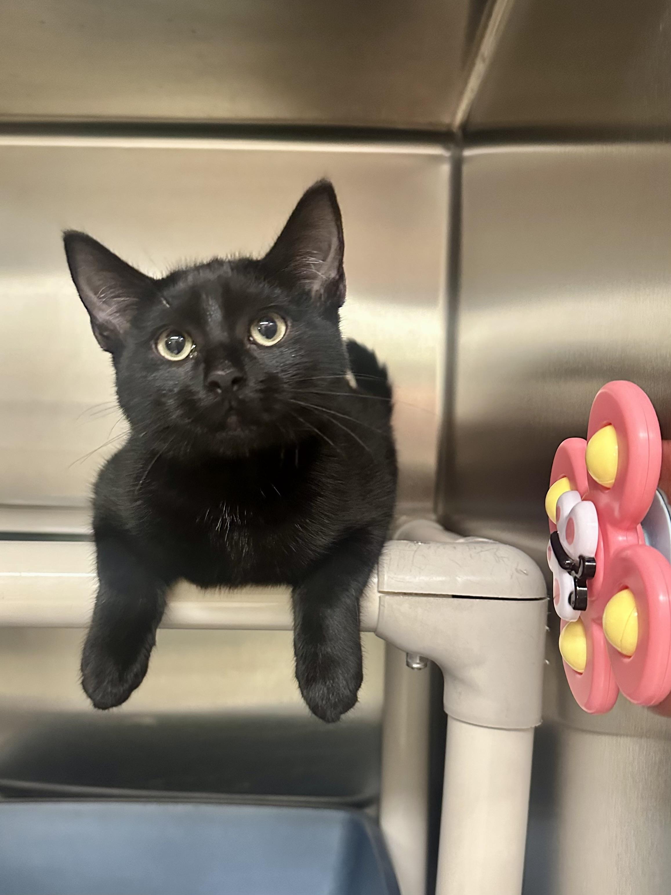 Here and There, Adoptable, Kitten Female Domestic Short Hair.
