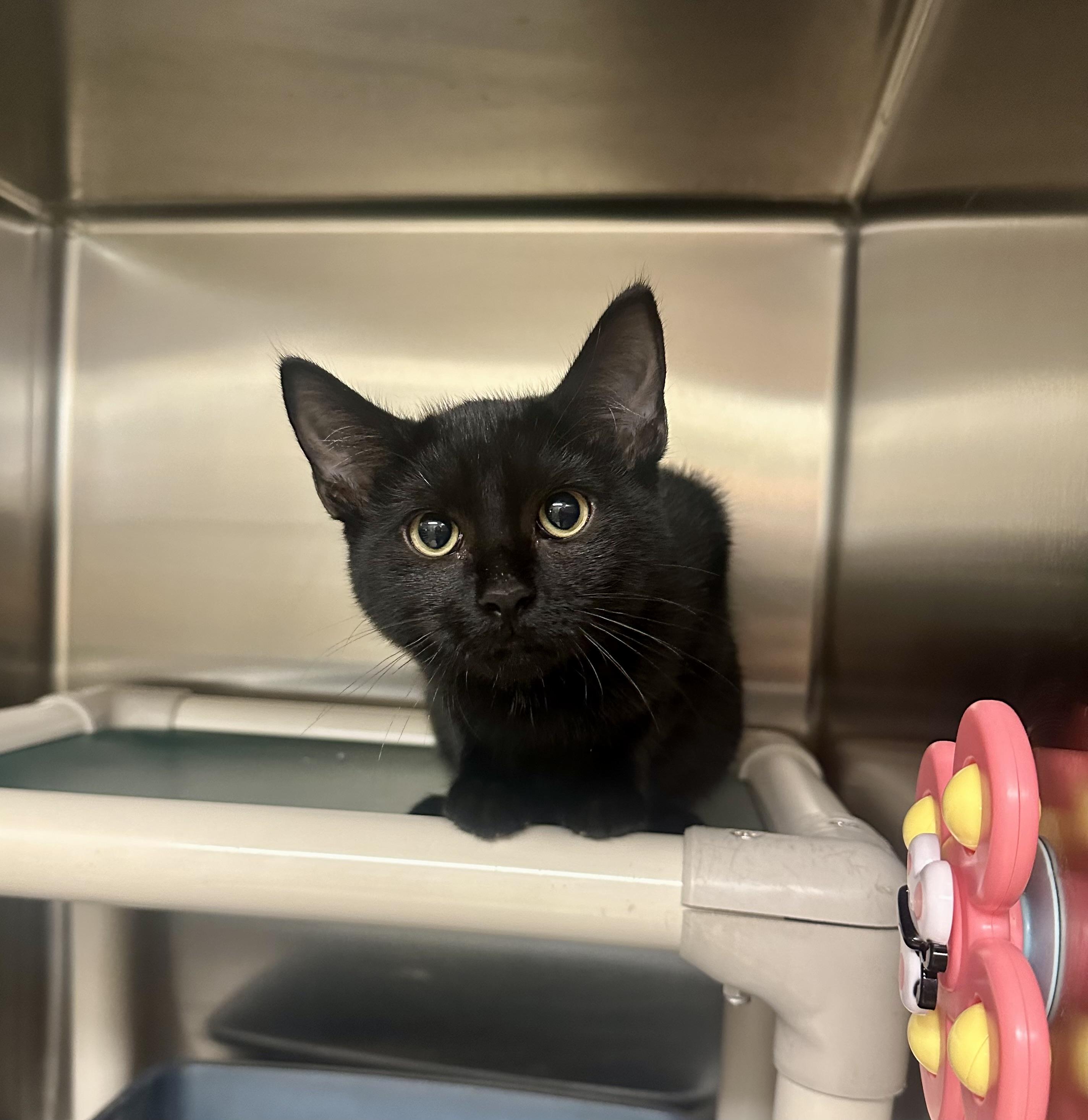 Enlarge Here and There, a Adoptable Domestic Short Hair in Parsippany, NJ image 3/3
