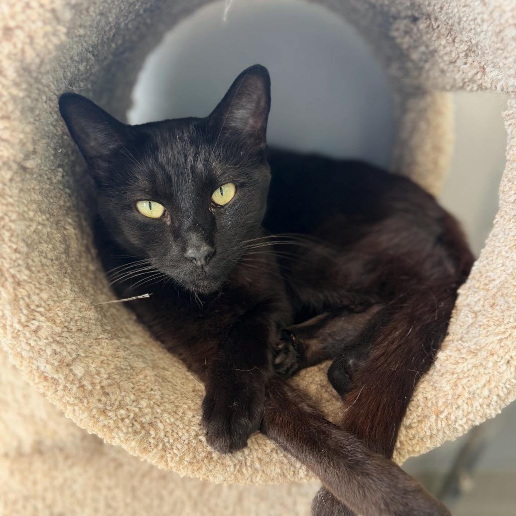 Panther, Adoptable, Adult Male Domestic Short Hair.