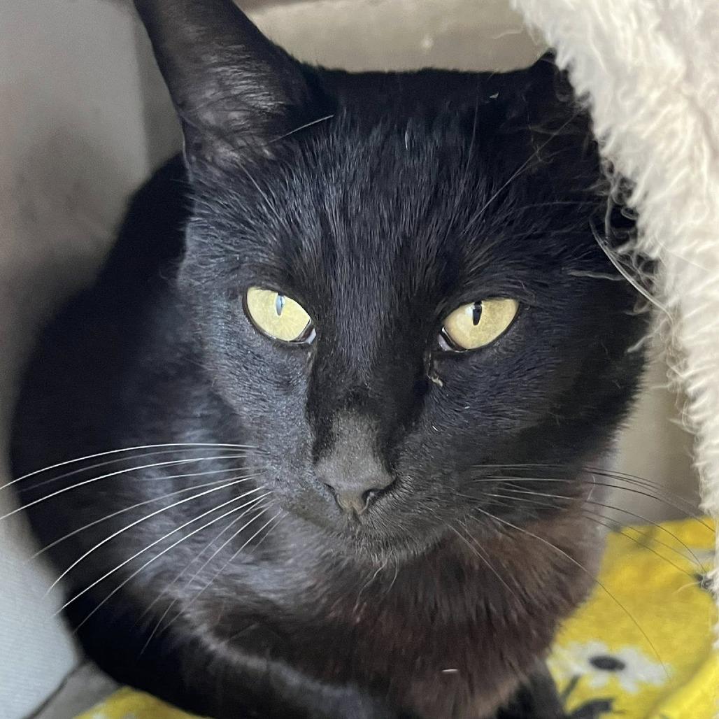 Enlarge Panther, a Adoptable Domestic Short Hair in Hamburg, NY image 2/2