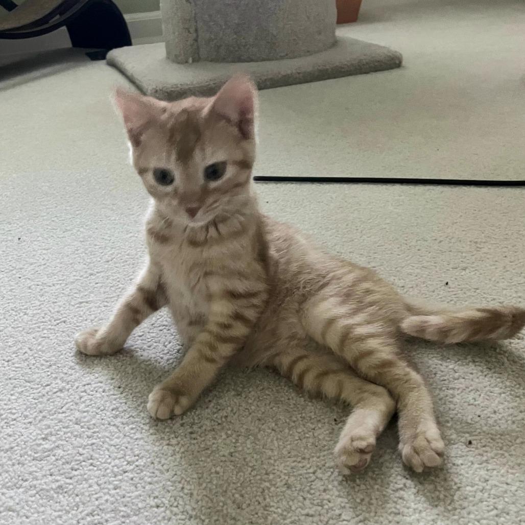 Phoebe, Adoptable, Kitten Female Domestic Short Hair.