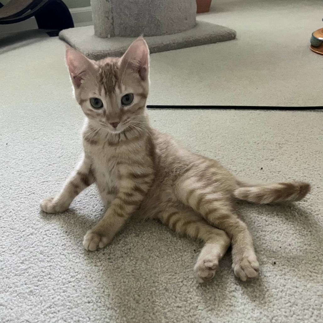 Enlarge Phoebe, a Adoptable Domestic Short Hair in FAIRWAY, KS image 2/3