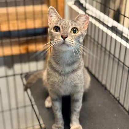Maybe, adopted, Adult Female Domestic Short Hair.