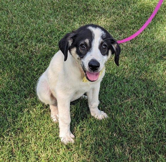 Enlarge Pearl (Junie), a Adopted mixed breed in Arlington, TX image 1/3
