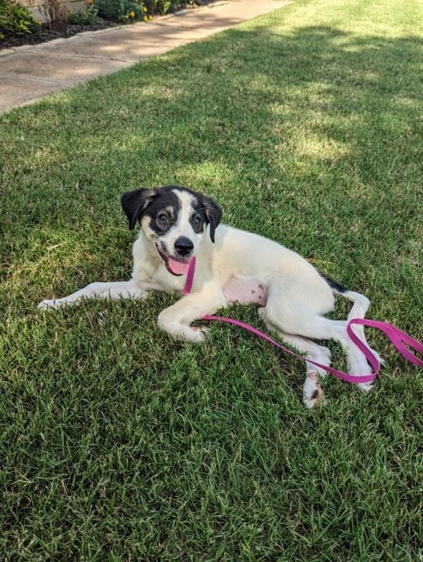 Enlarge Pearl (Junie), a Adopted mixed breed in Arlington, TX image 3/3