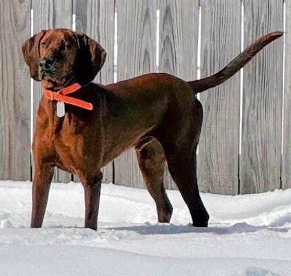 Red Rover (MA), adopted, Young Male Redbone Coonhound.