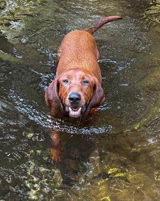 Enlarge Red Rover (MA), an adopted Redbone Coonhound in Williamsburg, VA image 3/3
