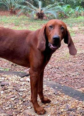 Enlarge Red Rover (MA), an adopted Redbone Coonhound in Williamsburg, VA image 2/3