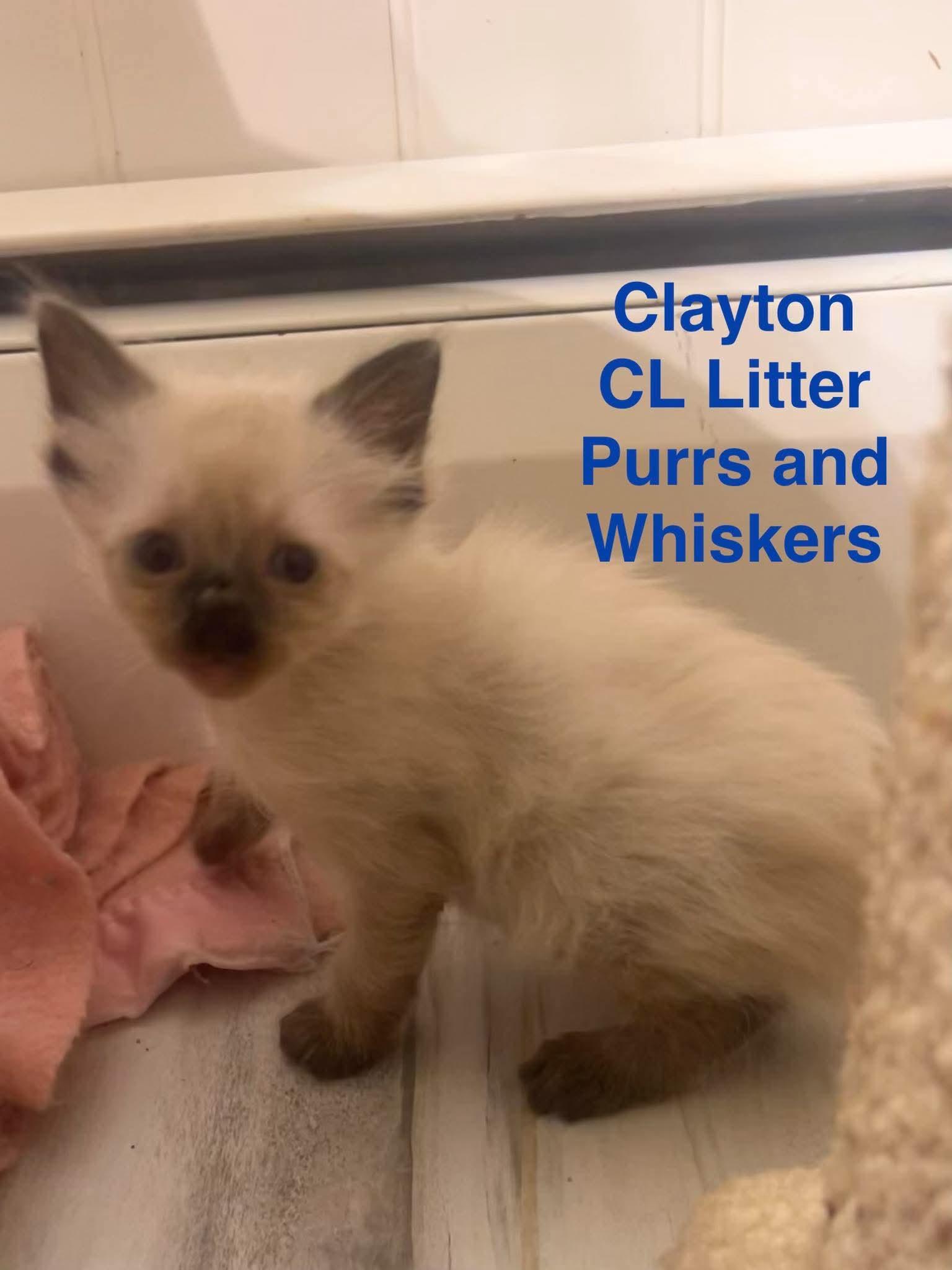 Clayton, Adoptable, Kitten Male Domestic Long Hair.