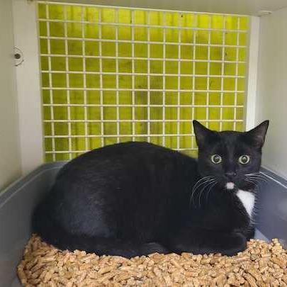 Enlarge Java, a Adoptable Domestic Short Hair in Tallahassee, FL image 1/1