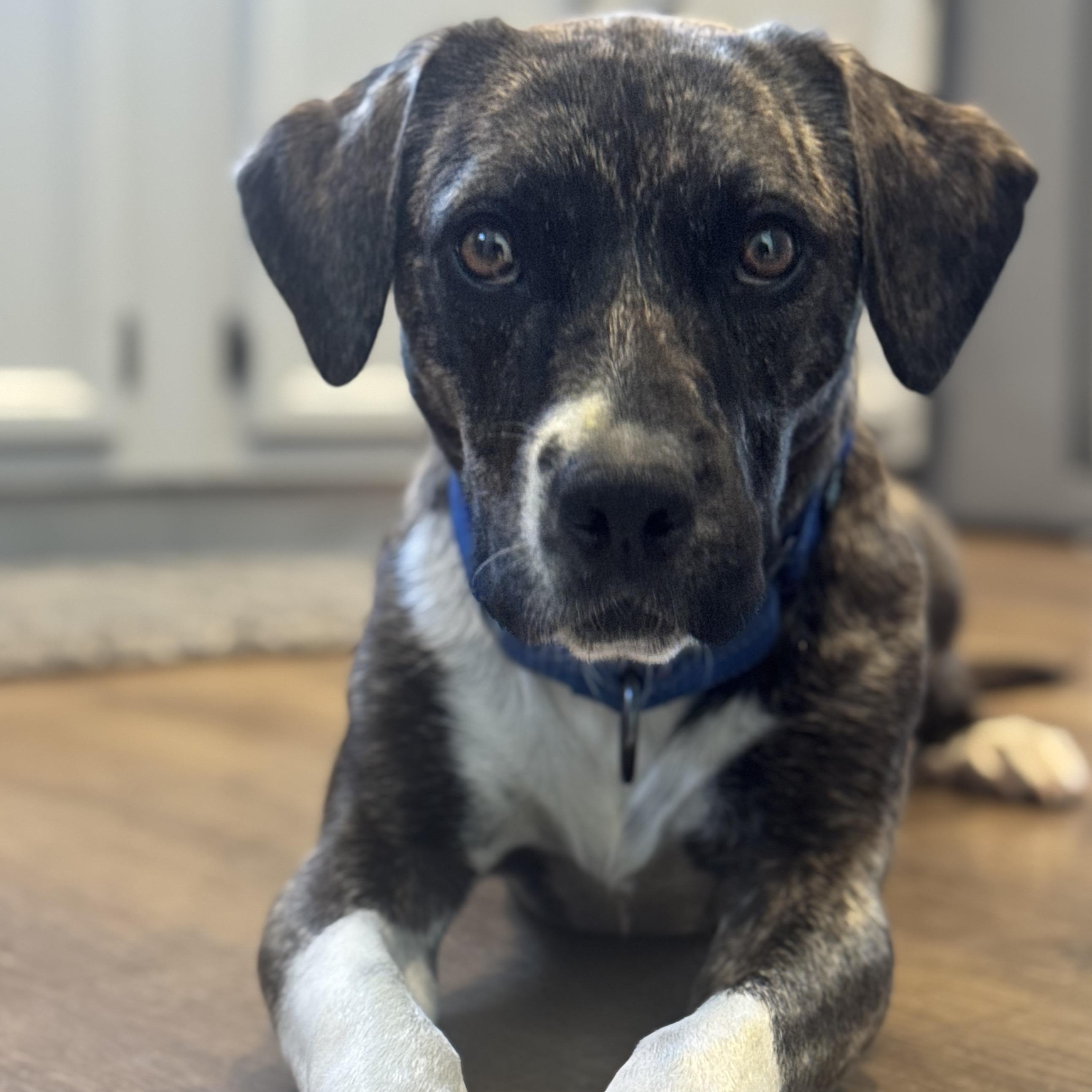 Bane, Adoptable, Young Male Hound.