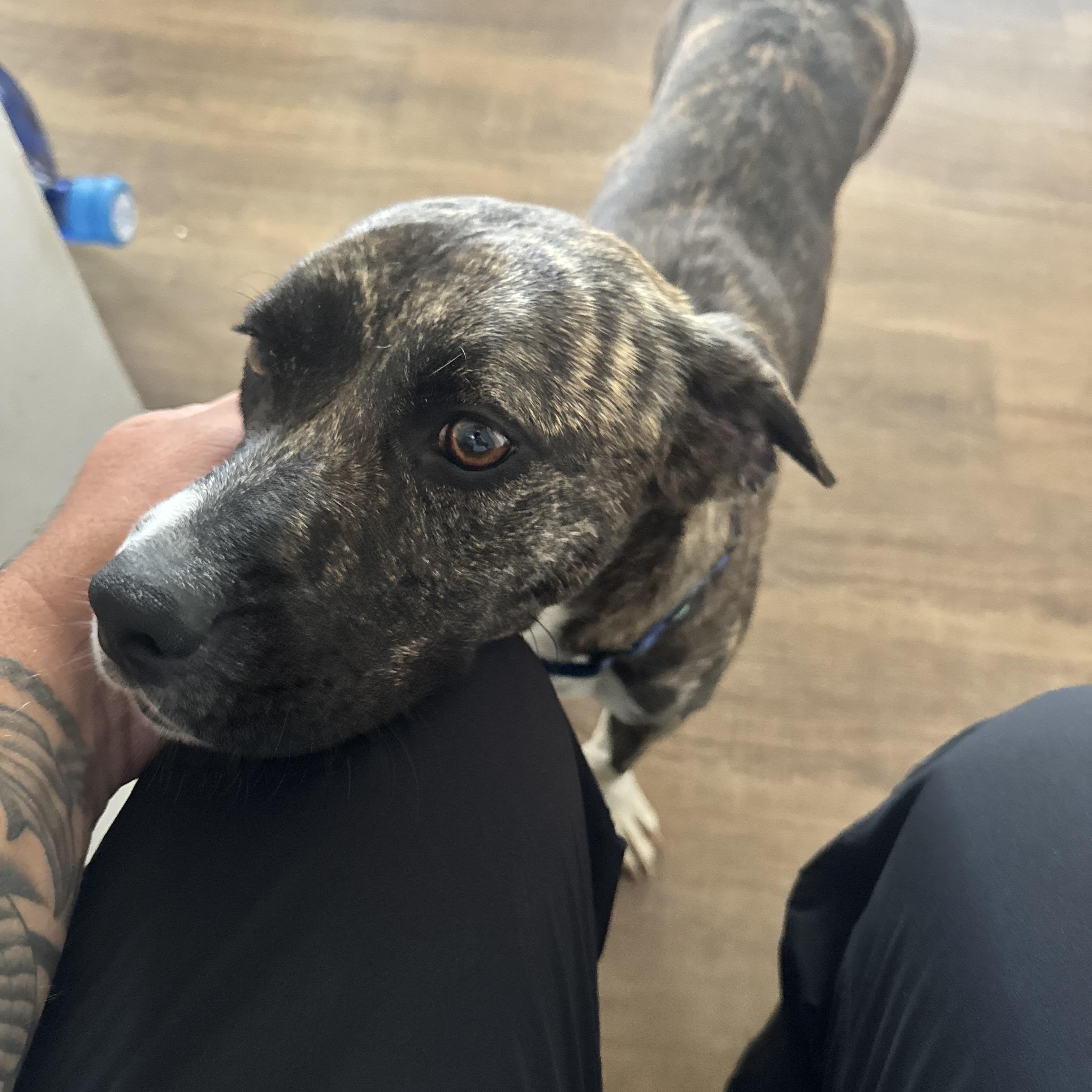 Bane, a Adoptable mixed breed in South Plainfield, NJ image 3/4