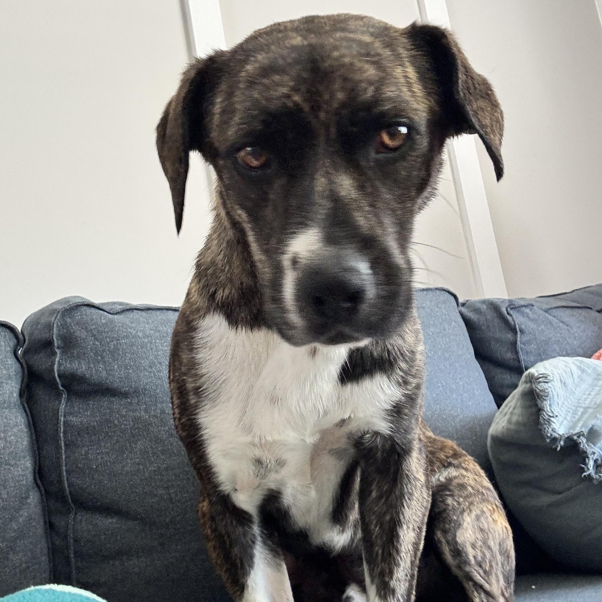 Bane, a Adoptable mixed breed in South Plainfield, NJ image 2/4