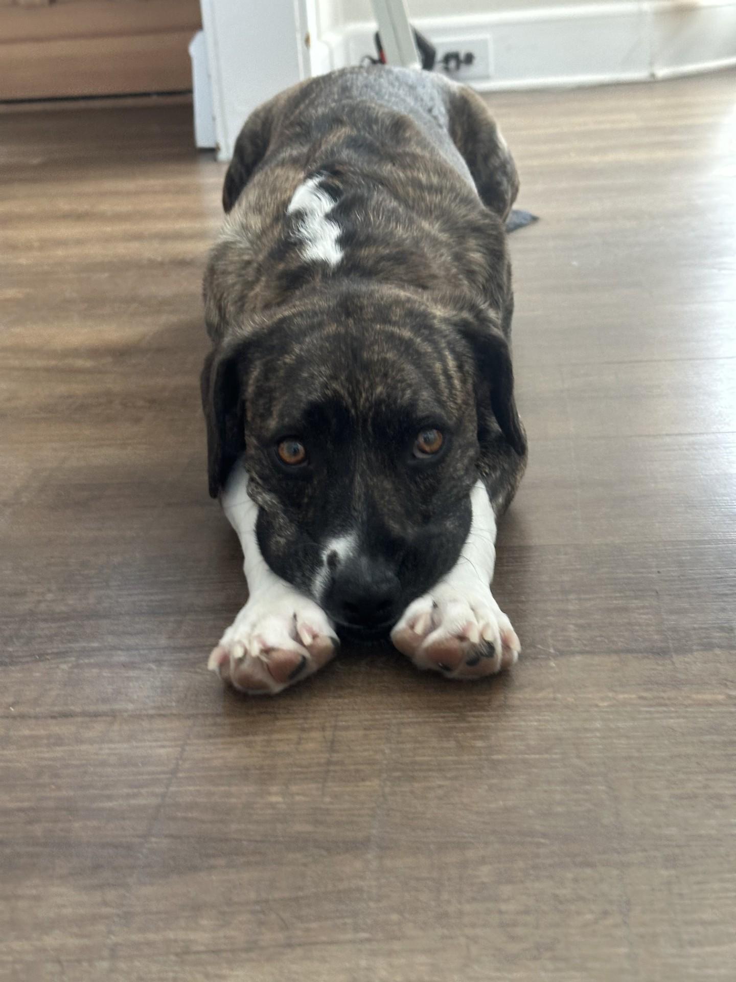 Bane, a Adoptable mixed breed in South Plainfield, NJ image 5/6