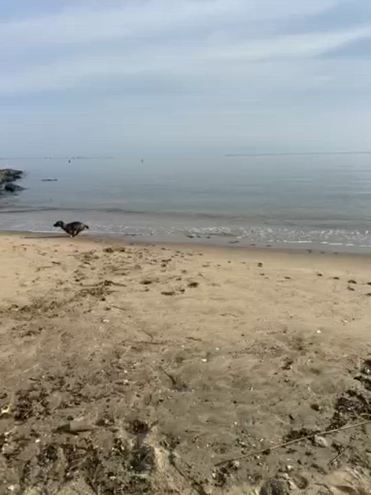 Enlarge Bane, a Adoptable mixed breed in South Plainfield, NJ video 4/4