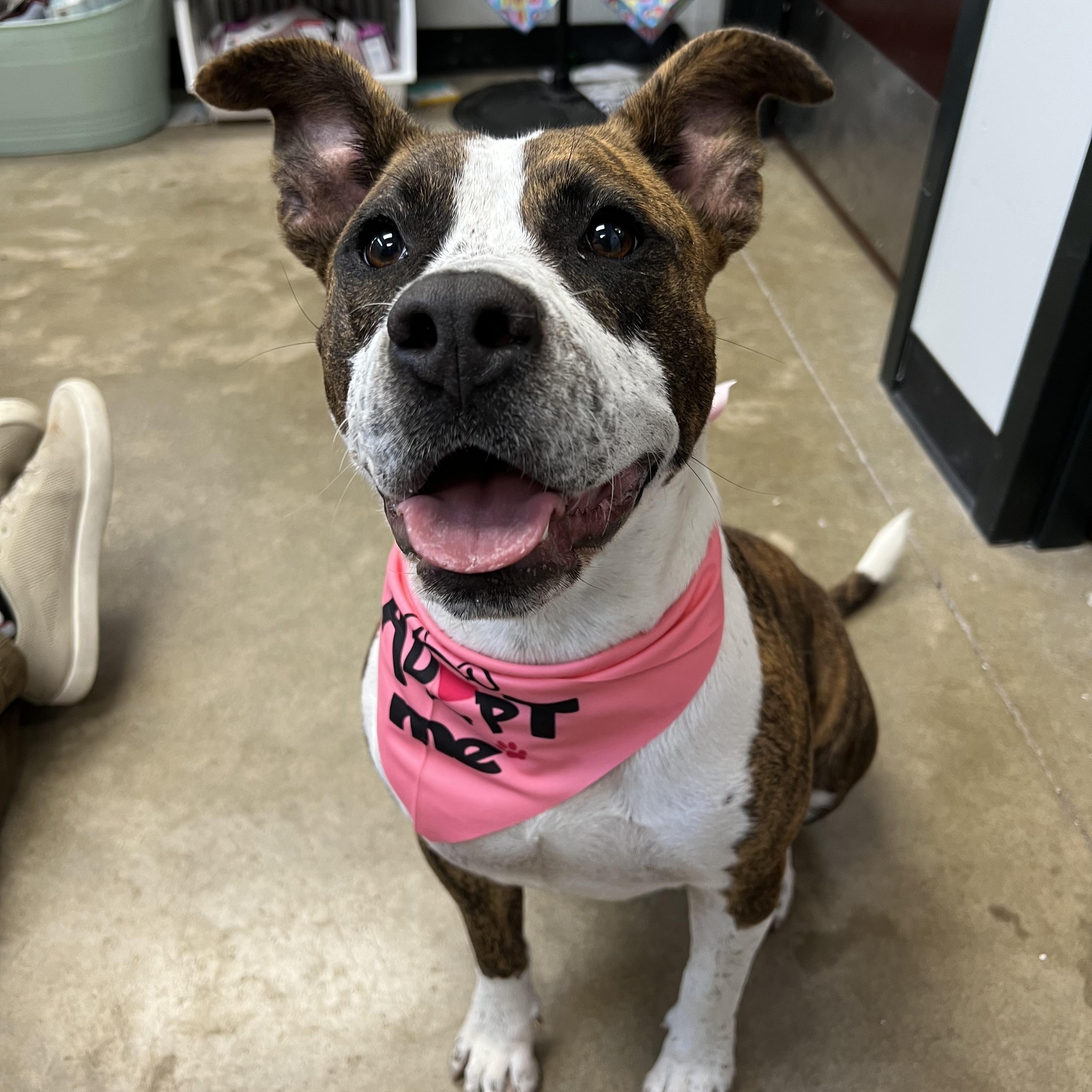 Daisy Mae, Adopted, Young Female American Staffordshire Terrier & Mixed Breed.