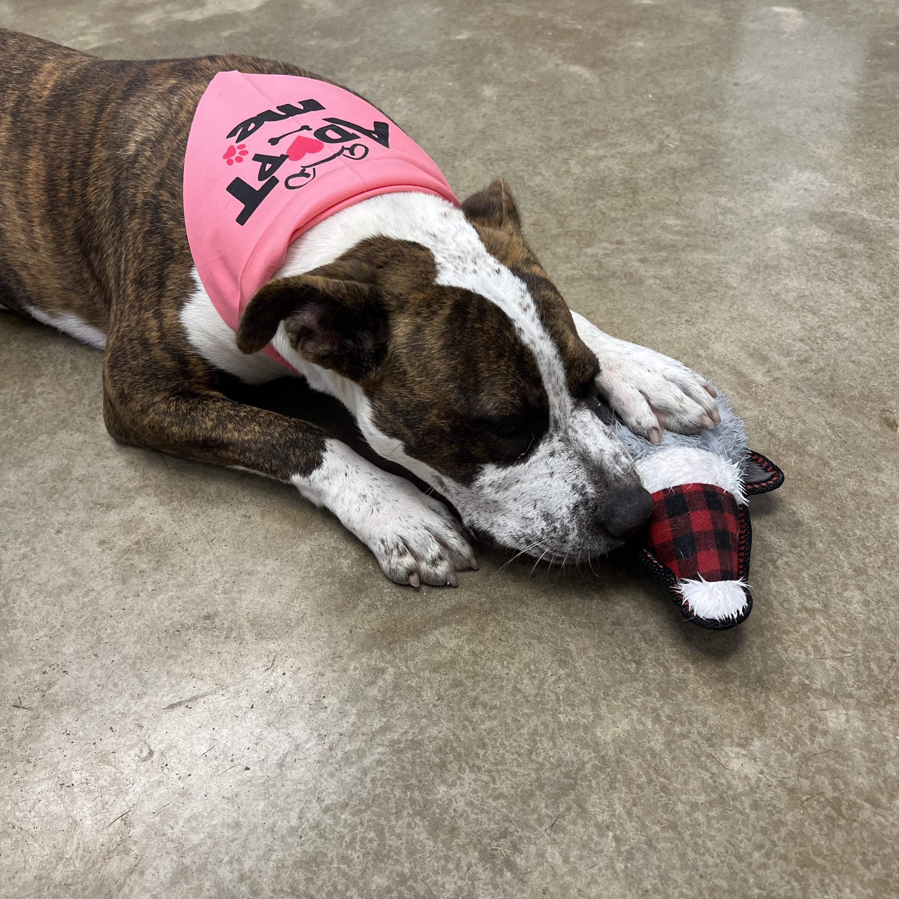 Enlarge Daisy Mae, a Adopted mixed breed in Warr Acres, OK image 3/4