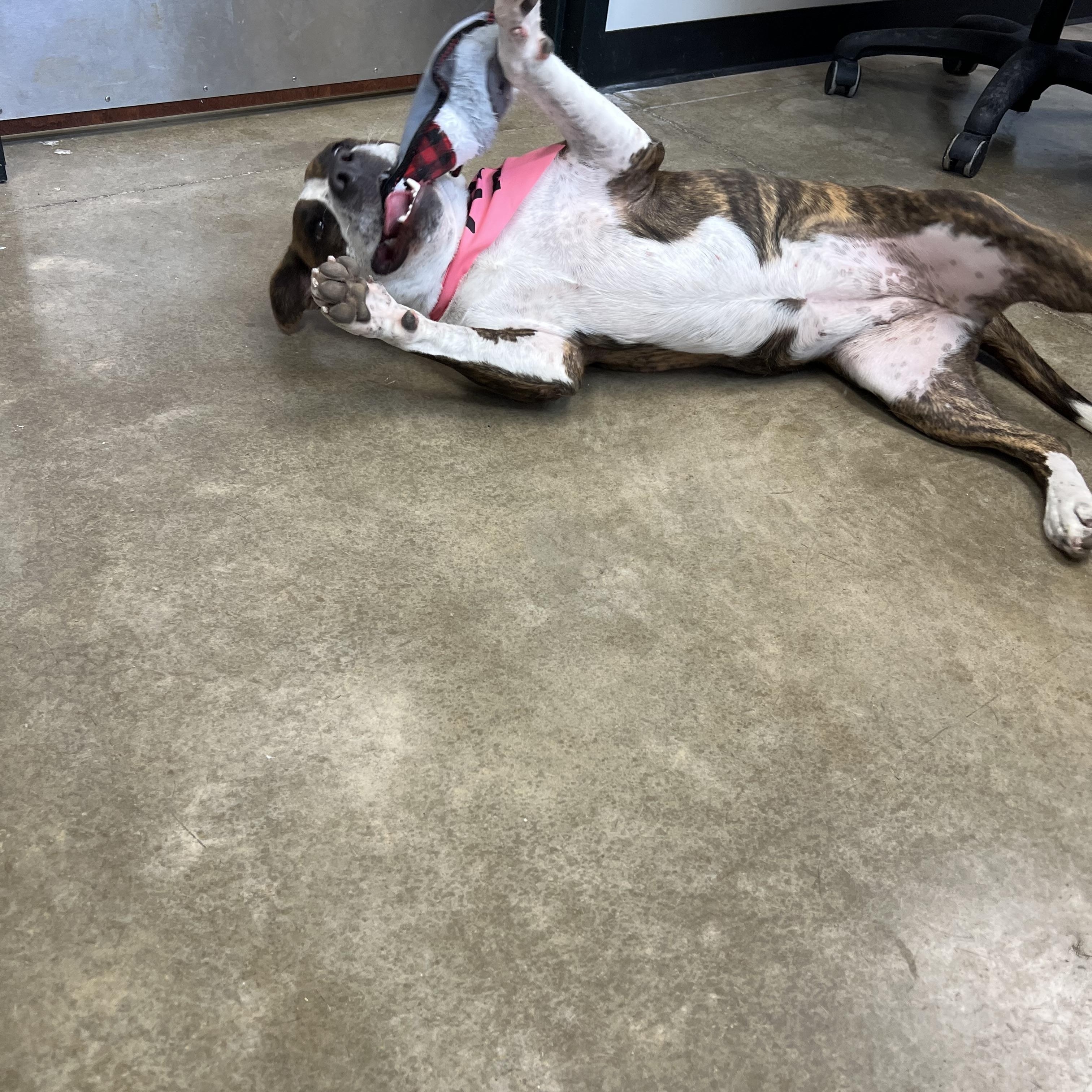 Enlarge Daisy Mae, a Adopted mixed breed in Warr Acres, OK image 2/4