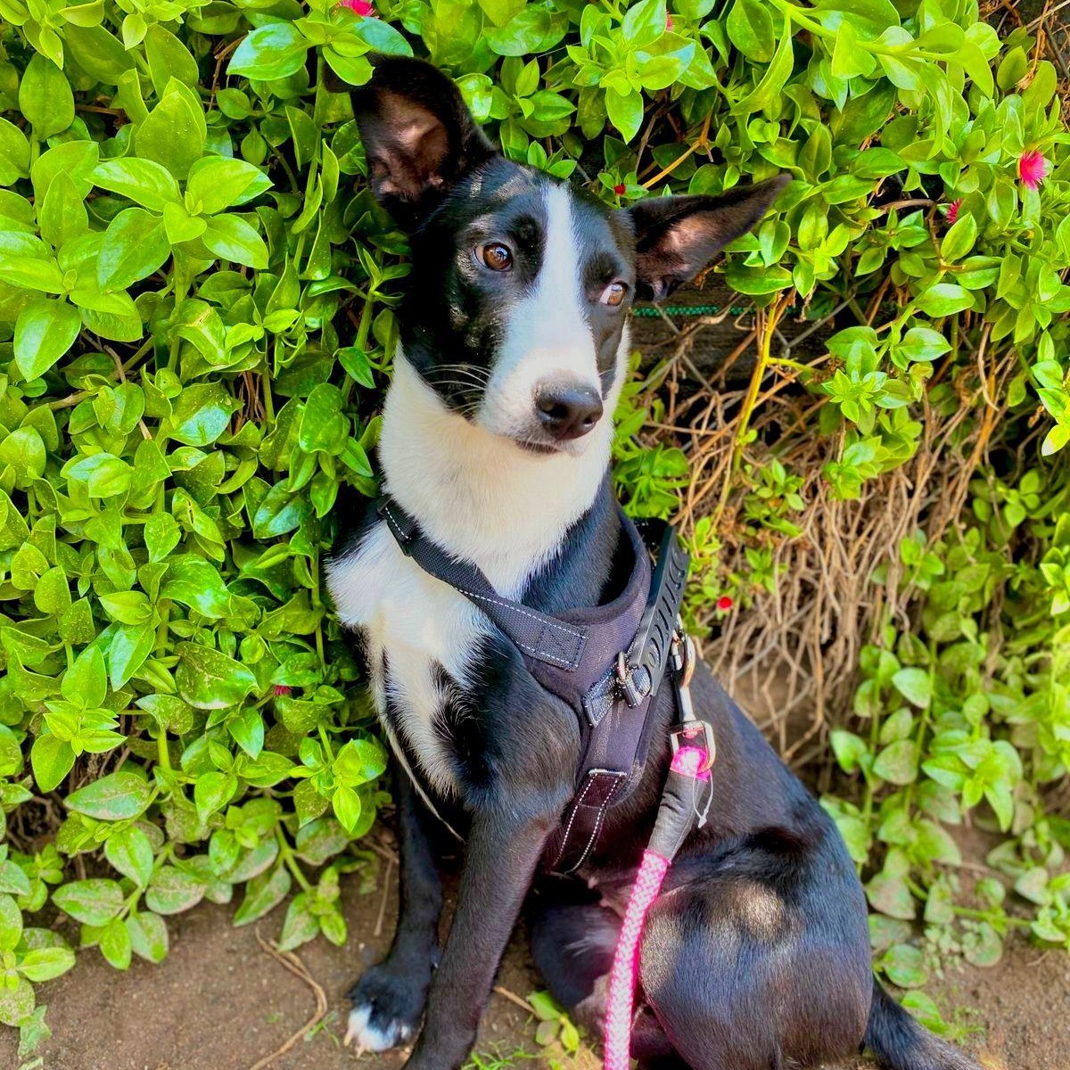 Enlarge Estrella, a ADOPTABLE mixed breed in Sherwood, OR image 2/6