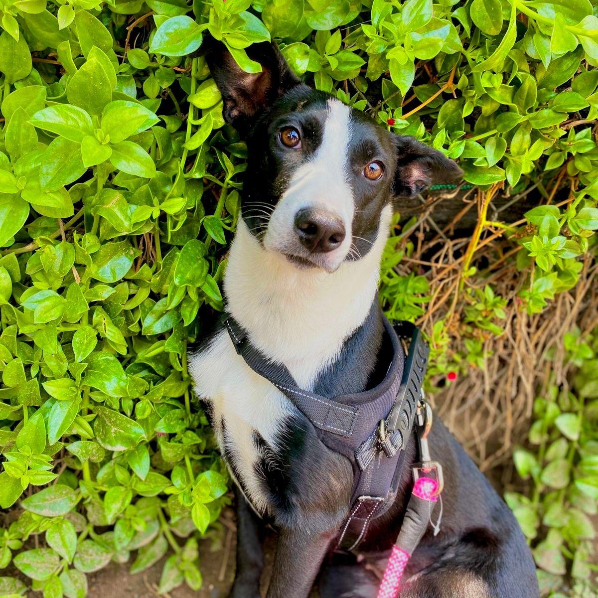 Enlarge Estrella, a ADOPTABLE mixed breed in Sherwood, OR image 1/6