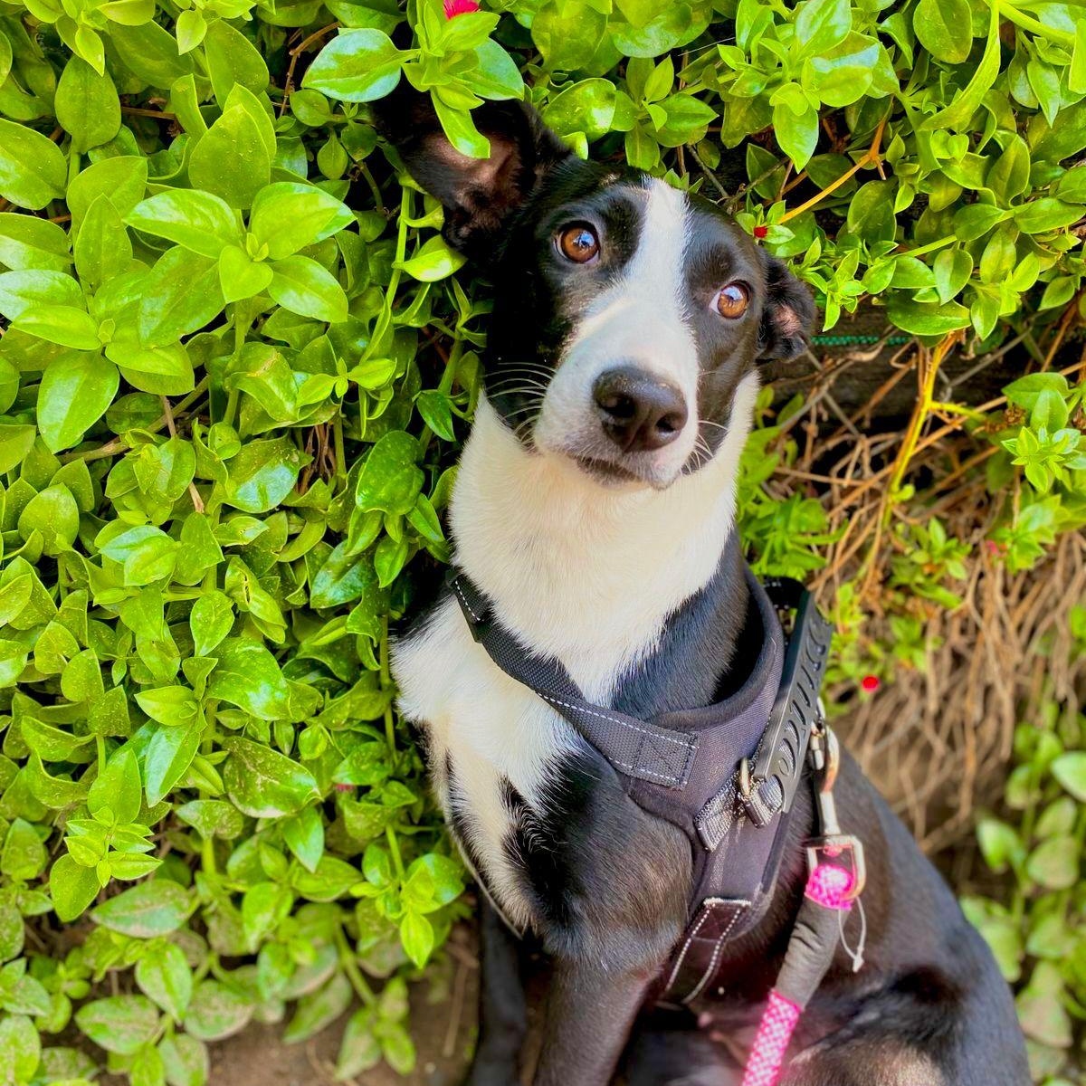 Enlarge Estrella, a ADOPTABLE mixed breed in Sherwood, OR image 6/6