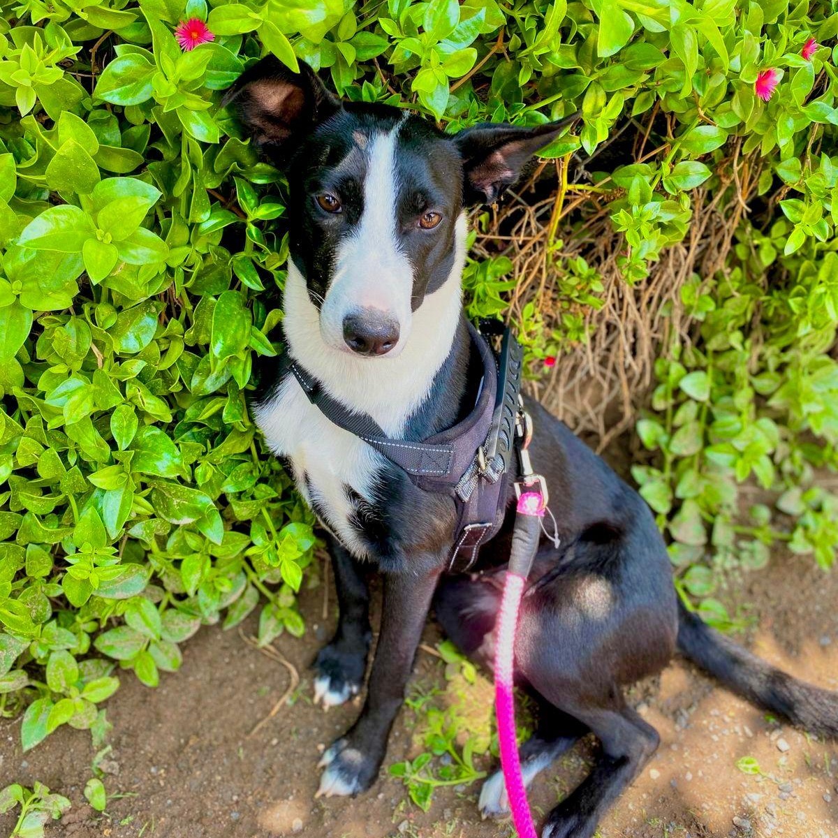 Enlarge Estrella, a ADOPTABLE mixed breed in Sherwood, OR image 5/6