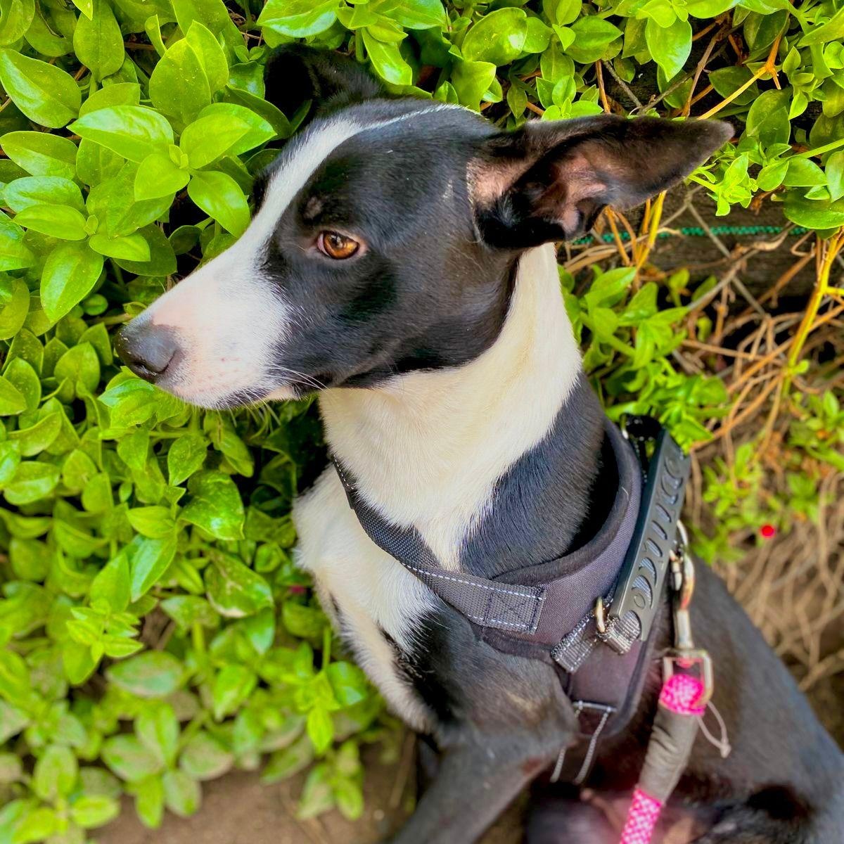 Enlarge Estrella, a ADOPTABLE mixed breed in Sherwood, OR image 3/6