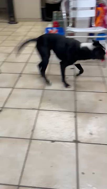 Enlarge Estrella, a ADOPTABLE mixed breed in Sherwood, OR video 4/6