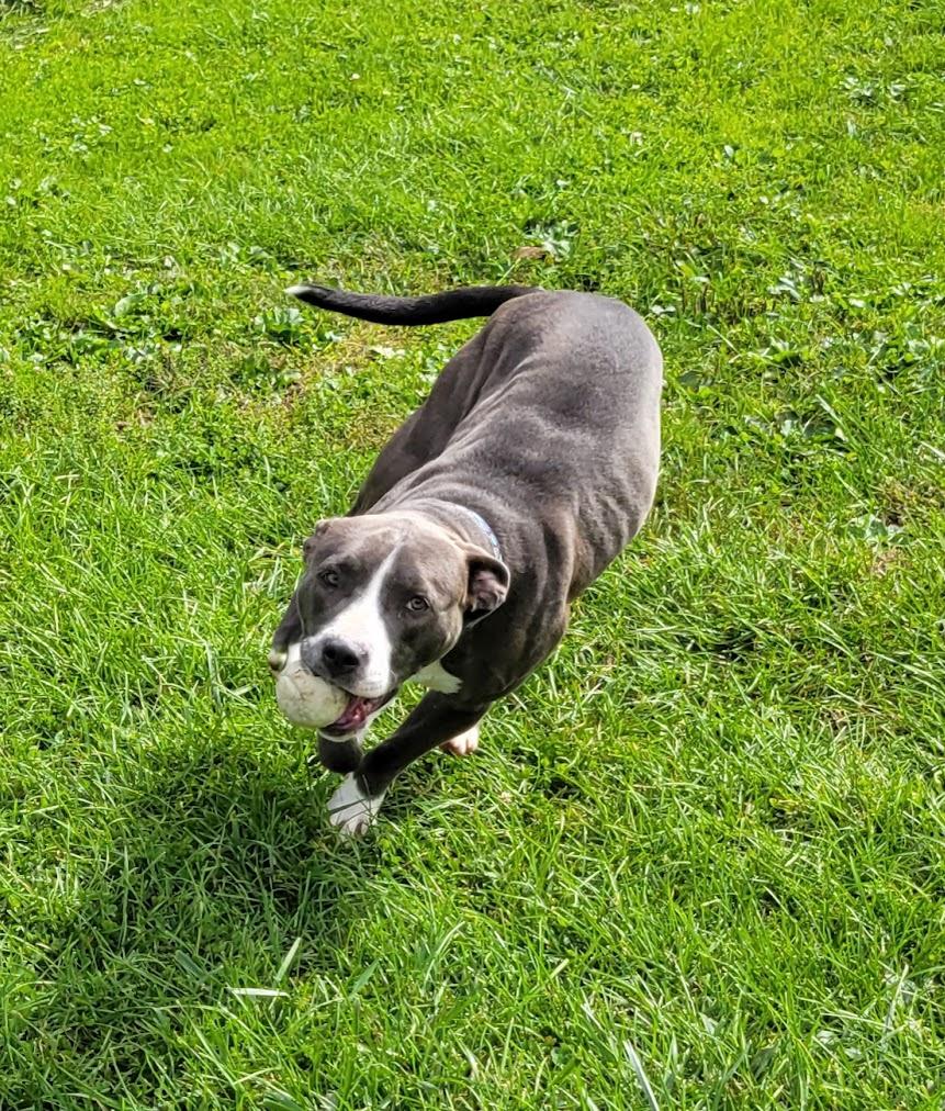 Enlarge Darcy, a Adopted mixed breed in Lisbon, OH image 5/5