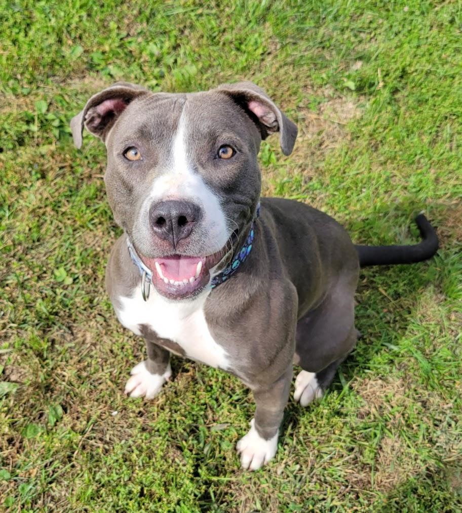 Enlarge Darcy, a Adopted mixed breed in Lisbon, OH image 4/5