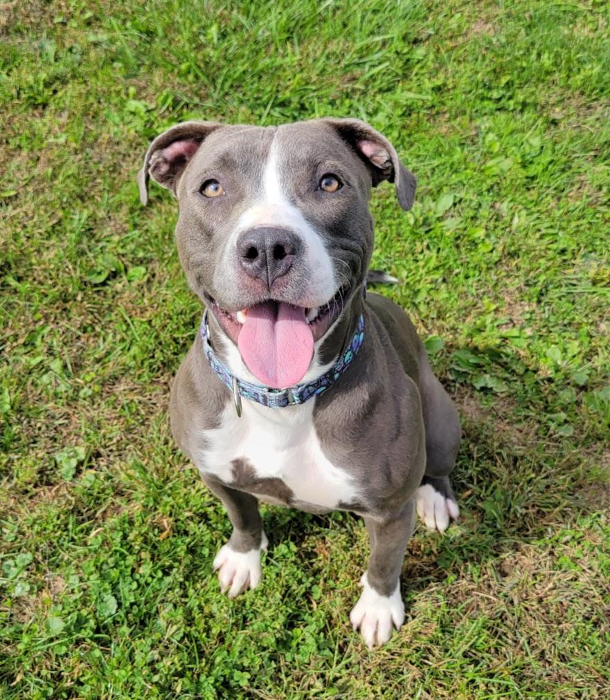 Enlarge Darcy, a Adopted mixed breed in Lisbon, OH image 1/5