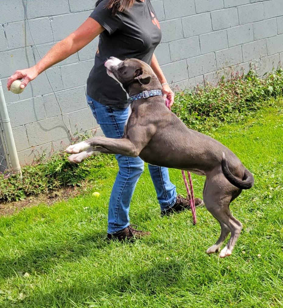 Enlarge Darcy, a Adopted mixed breed in Lisbon, OH image 2/5