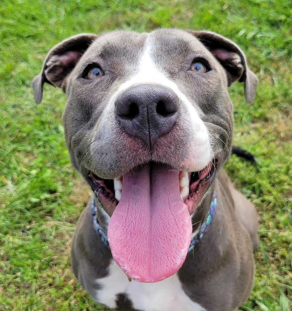 Enlarge Darcy, a Adopted mixed breed in Lisbon, OH image 3/5