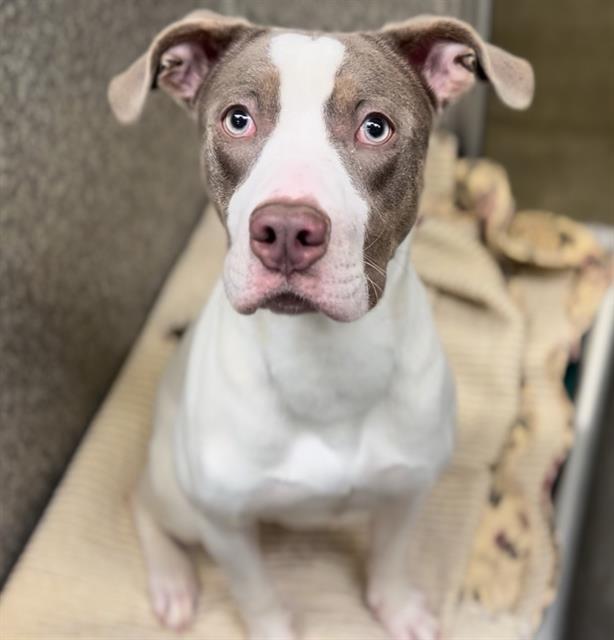 MICK-MACK, Adoptable, Young Female Pit Bull Terrier & Mixed Breed.