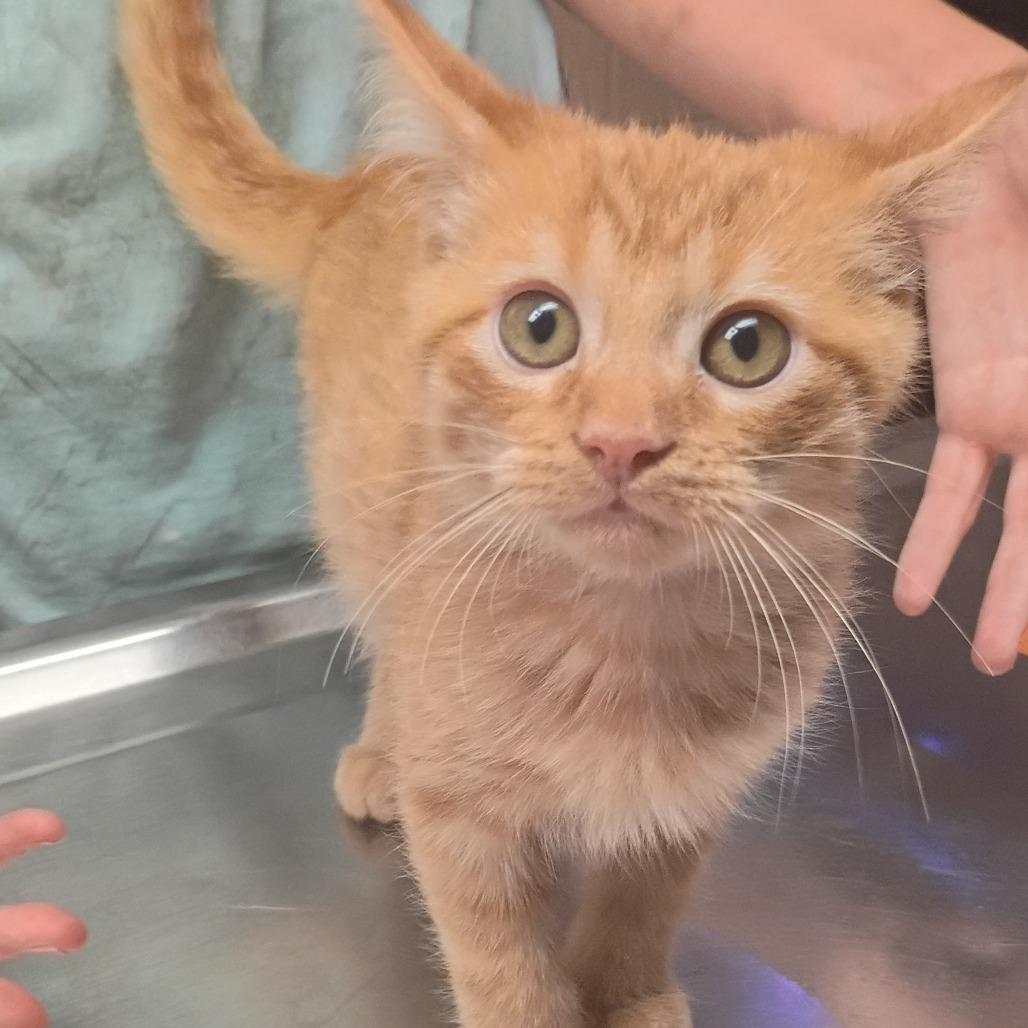 Nectarine, Adoptable, Kitten Male Domestic Short Hair.