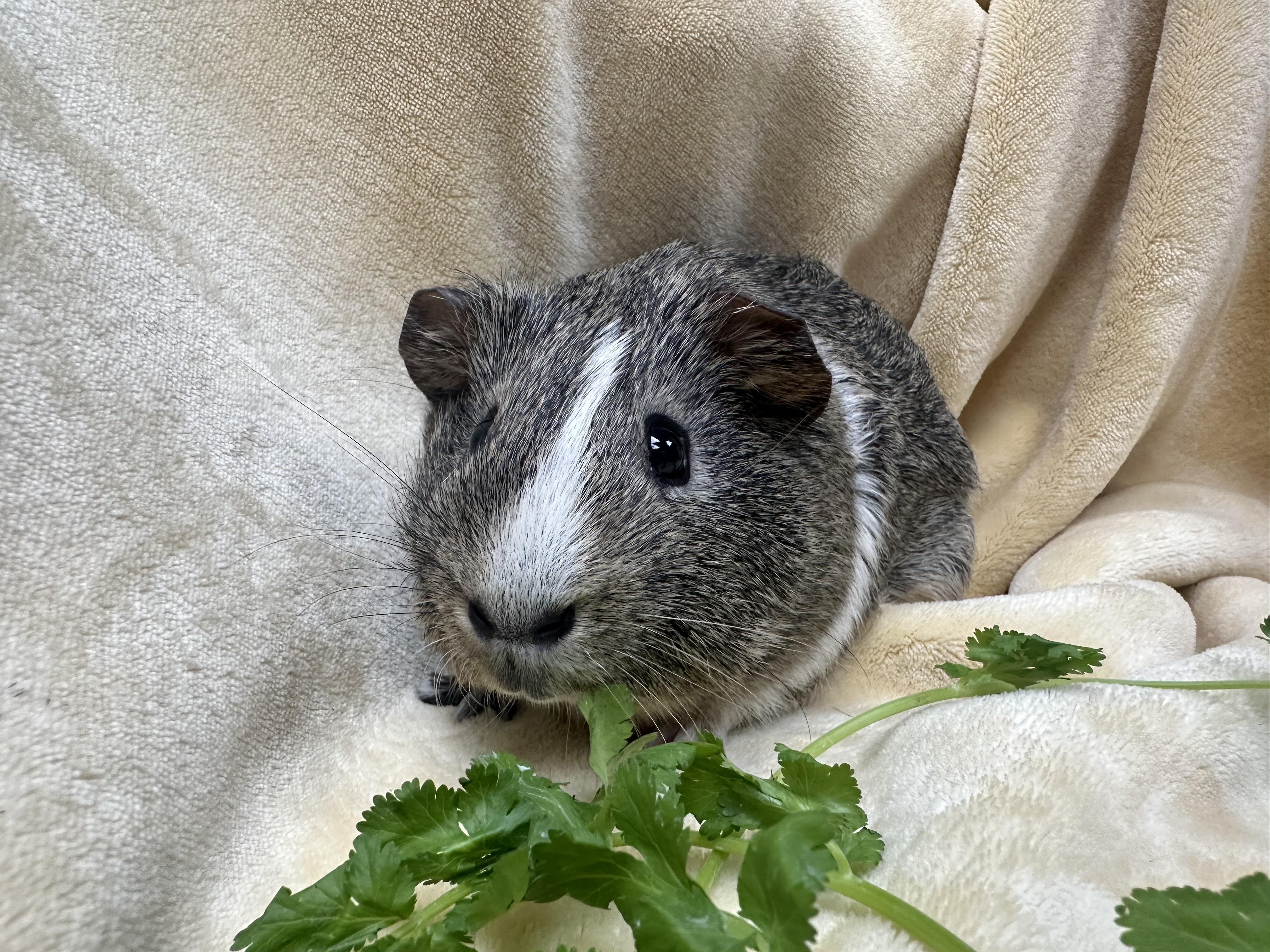 Dino, ADOPTABLE, Adult Male Guinea Pig.