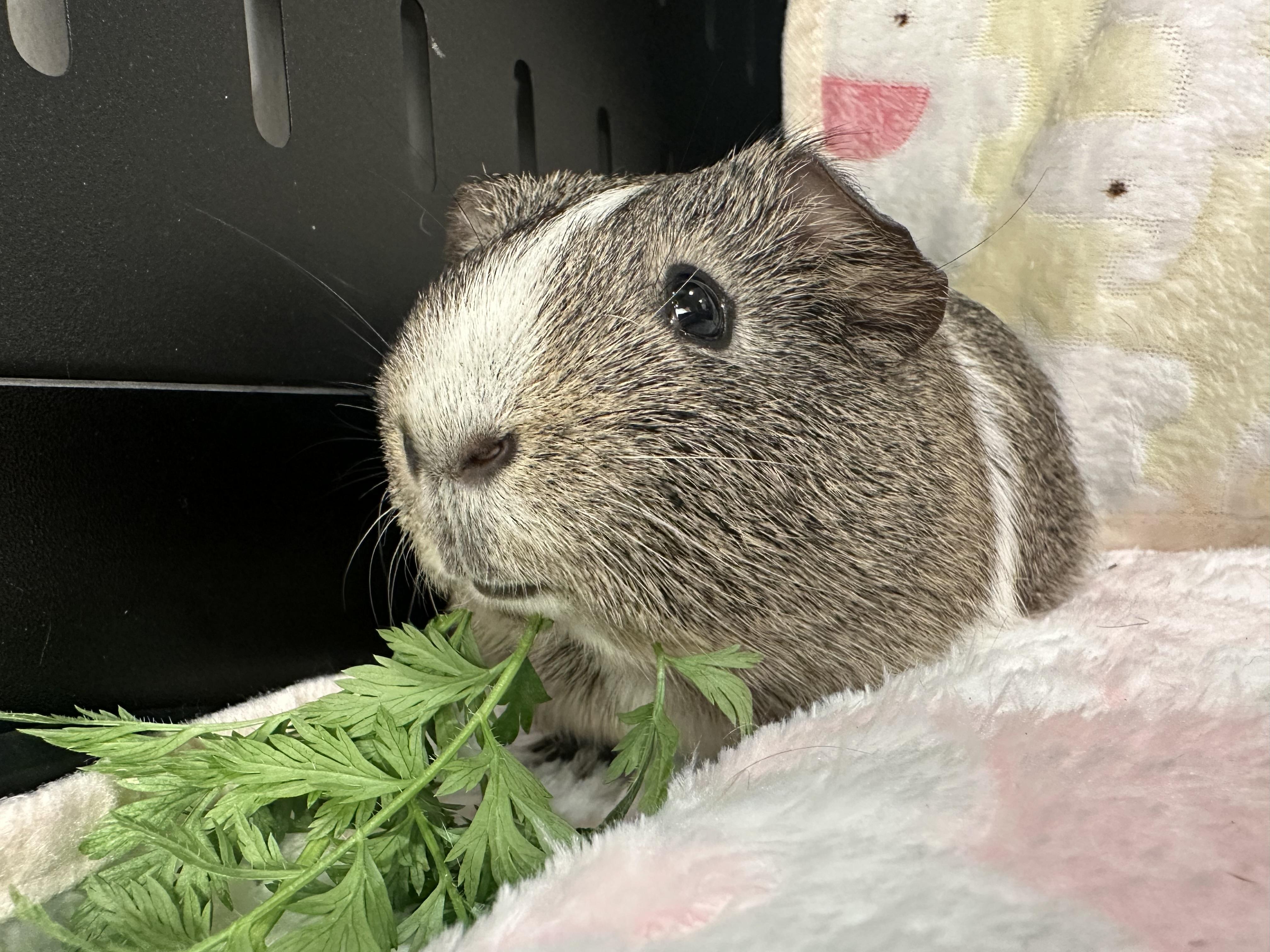 Enlarge Dino, a ADOPTABLE Guinea Pig in Frederick, MD image 3/3