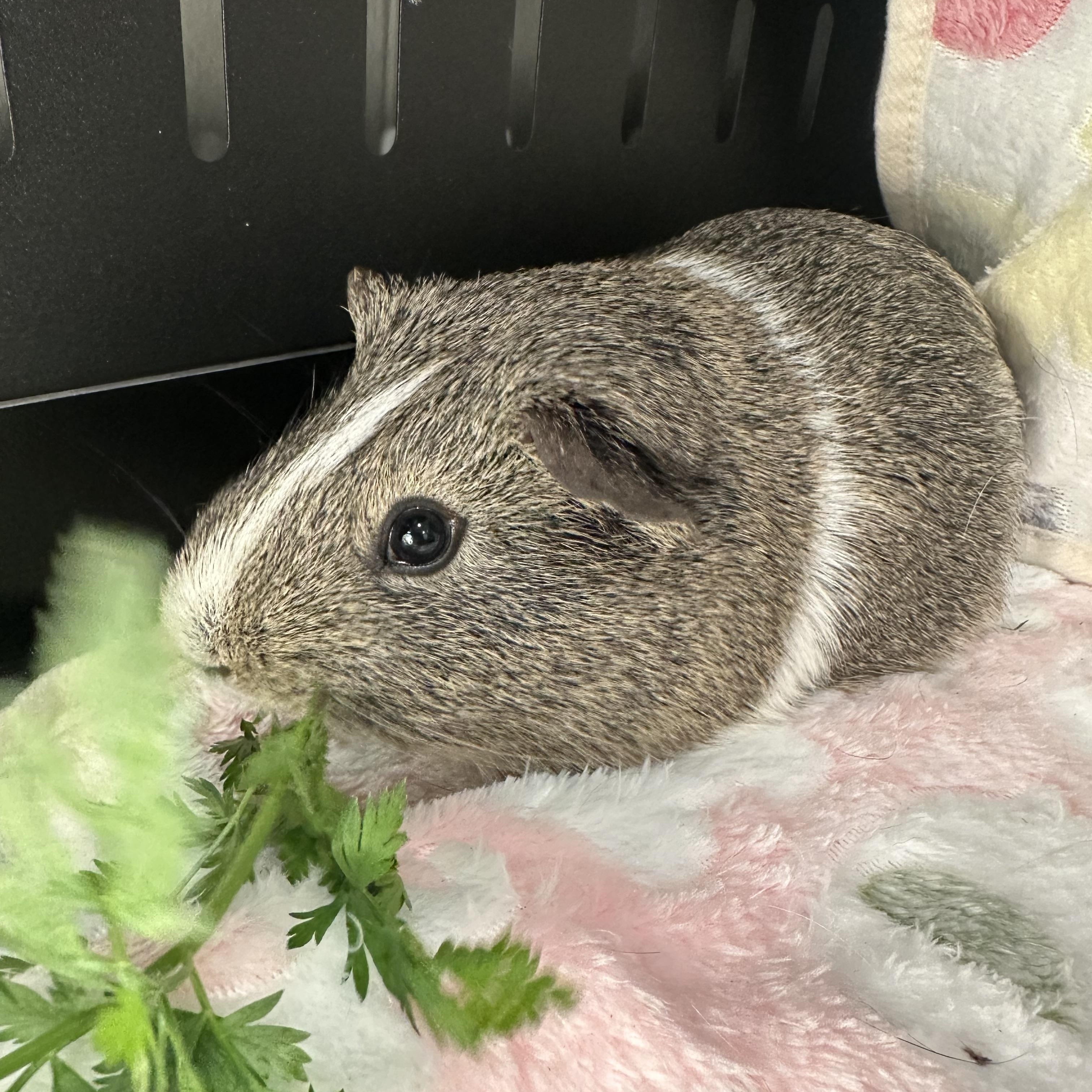 Enlarge Dino, a ADOPTABLE Guinea Pig in Frederick, MD image 2/3