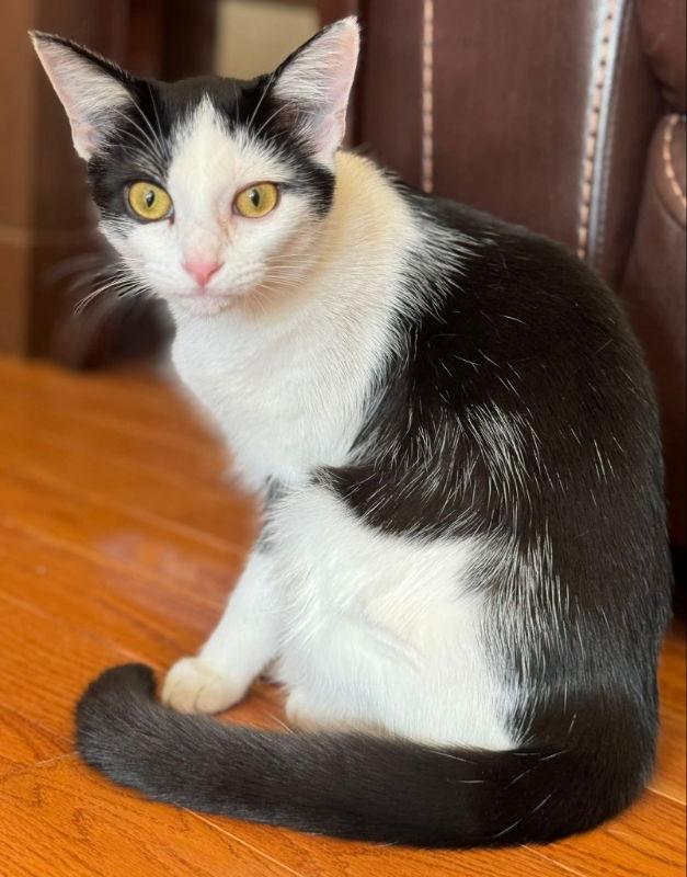 Ace ' Sponsored adoption fee!!!", Adoptable, Young Male Domestic Short Hair.
