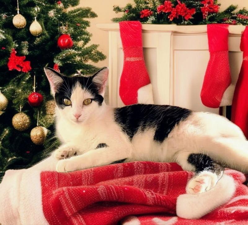 Ace ' Sponsored adoption fee!!!", Adoptable, Young Male Domestic Short Hair.