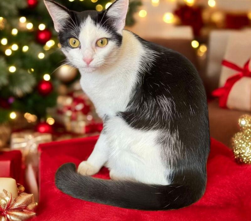 Enlarge Ace ' Sponsored adoption fee!!!", a Adoptable Domestic Short Hair in Knoxville, TN image 2/3