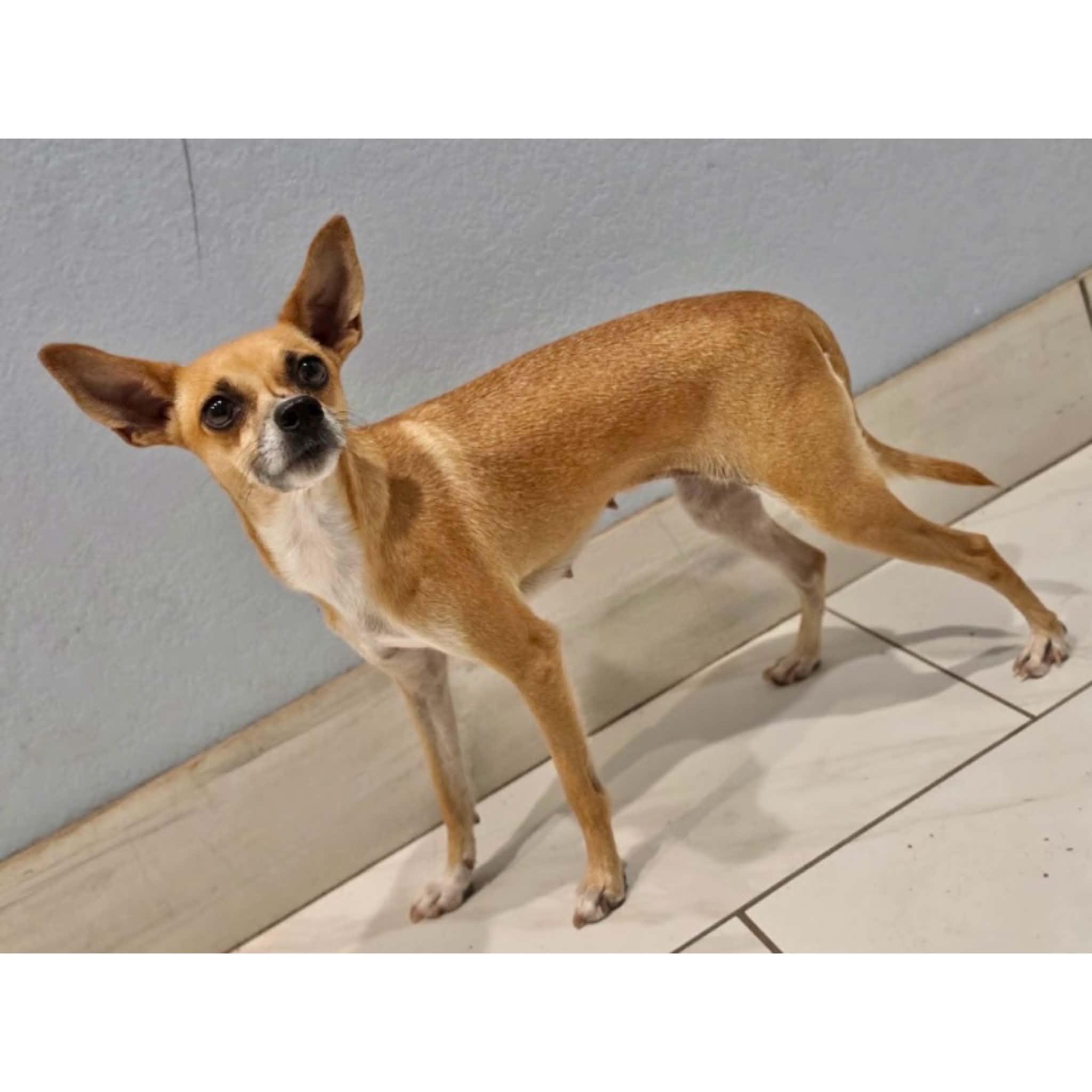Enlarge Fiona, a Adoptable mixed breed in Boulder, CO image 3/6