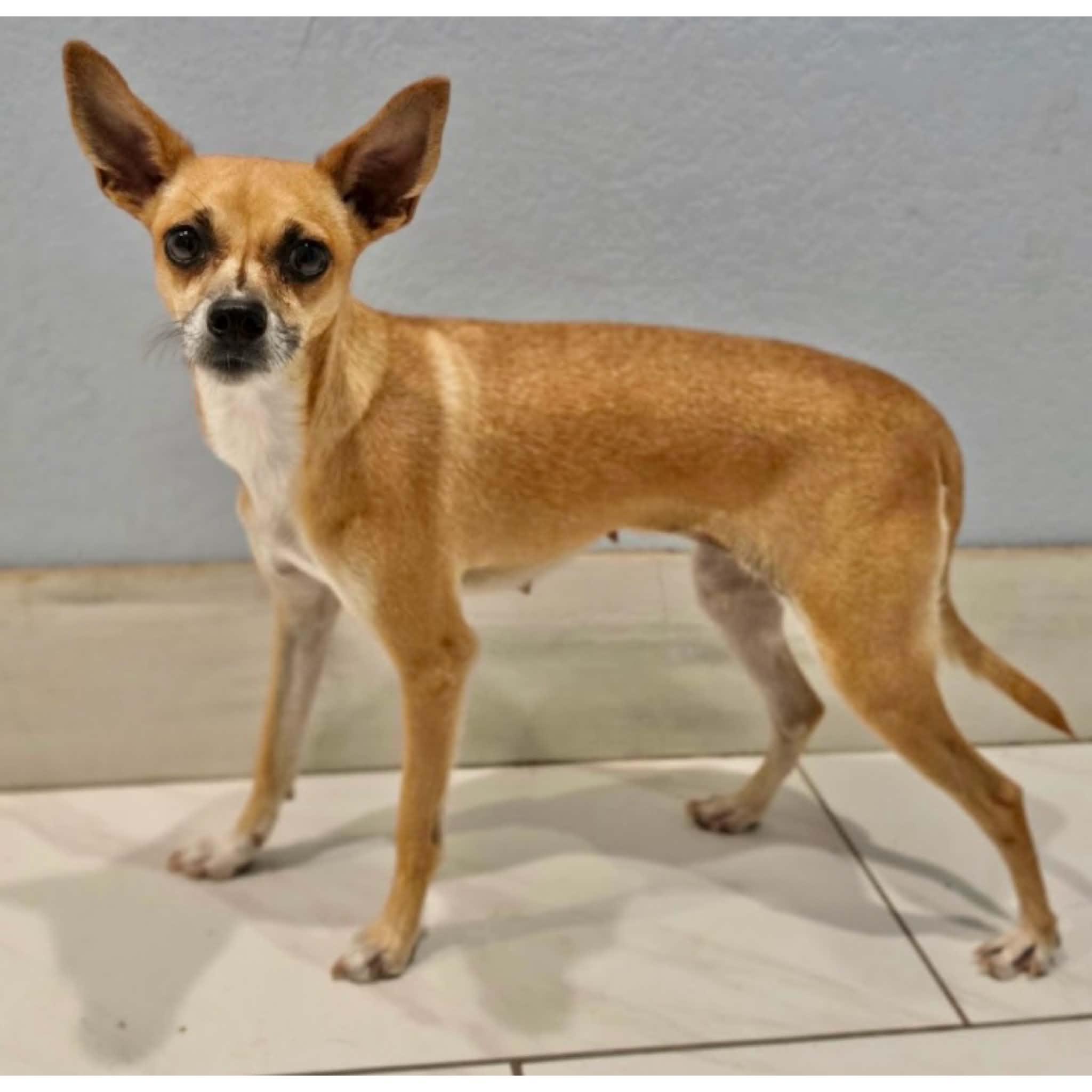 Enlarge Fiona, a Adoptable mixed breed in Boulder, CO image 4/6